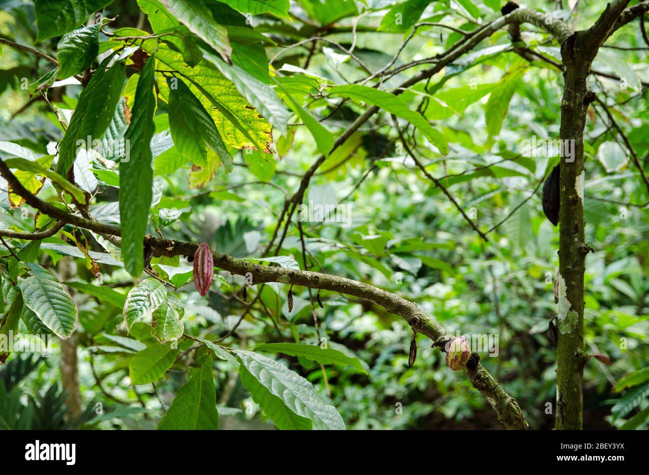 Cialde che crescono sui rami di un cocao. I fagioli dei baccelli maturati possono essere usati per produrre cioccolato. Foto Stock