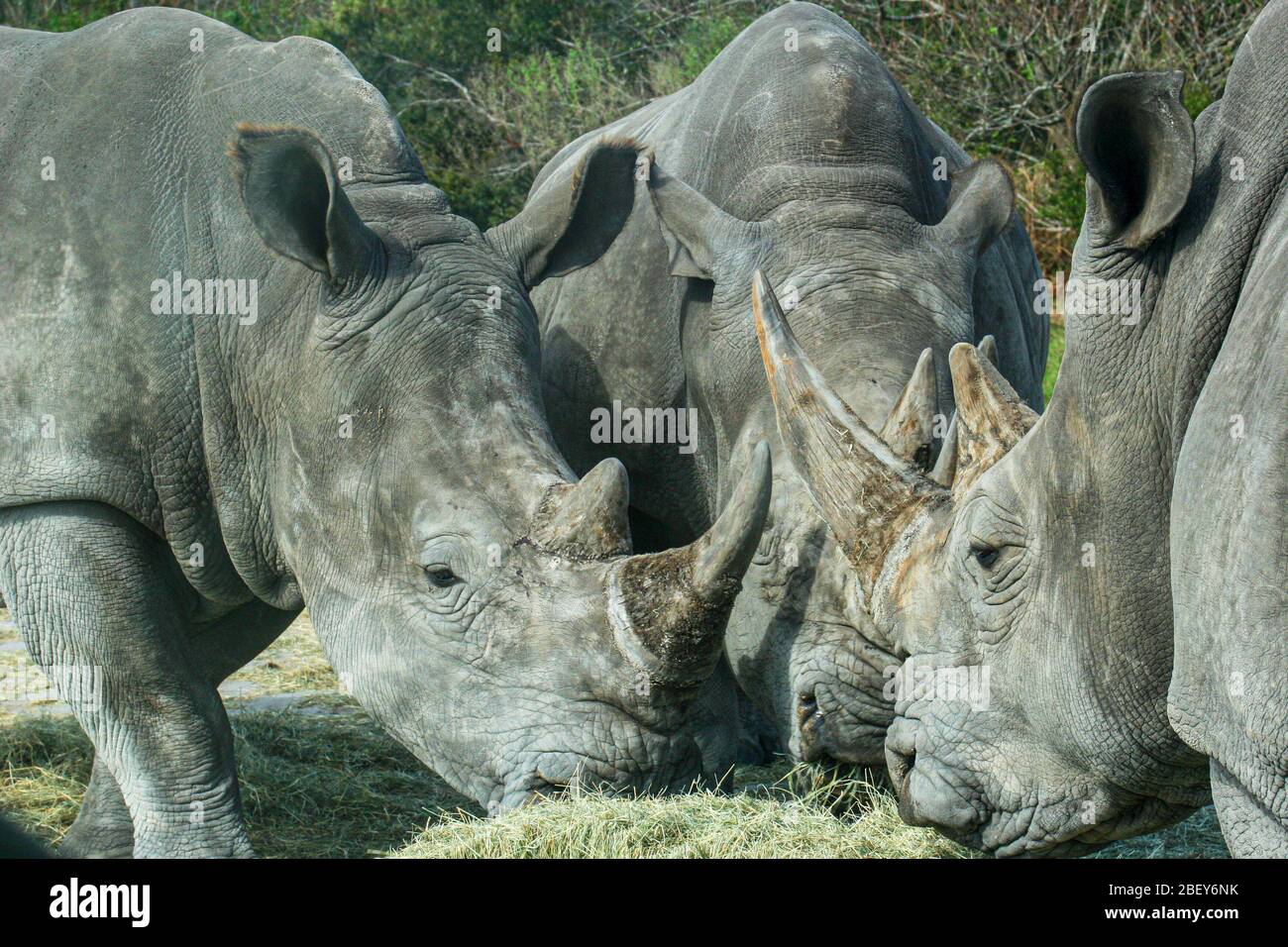 rinoceronti affamati che mangiano durante il periodo di alimentazione Foto Stock