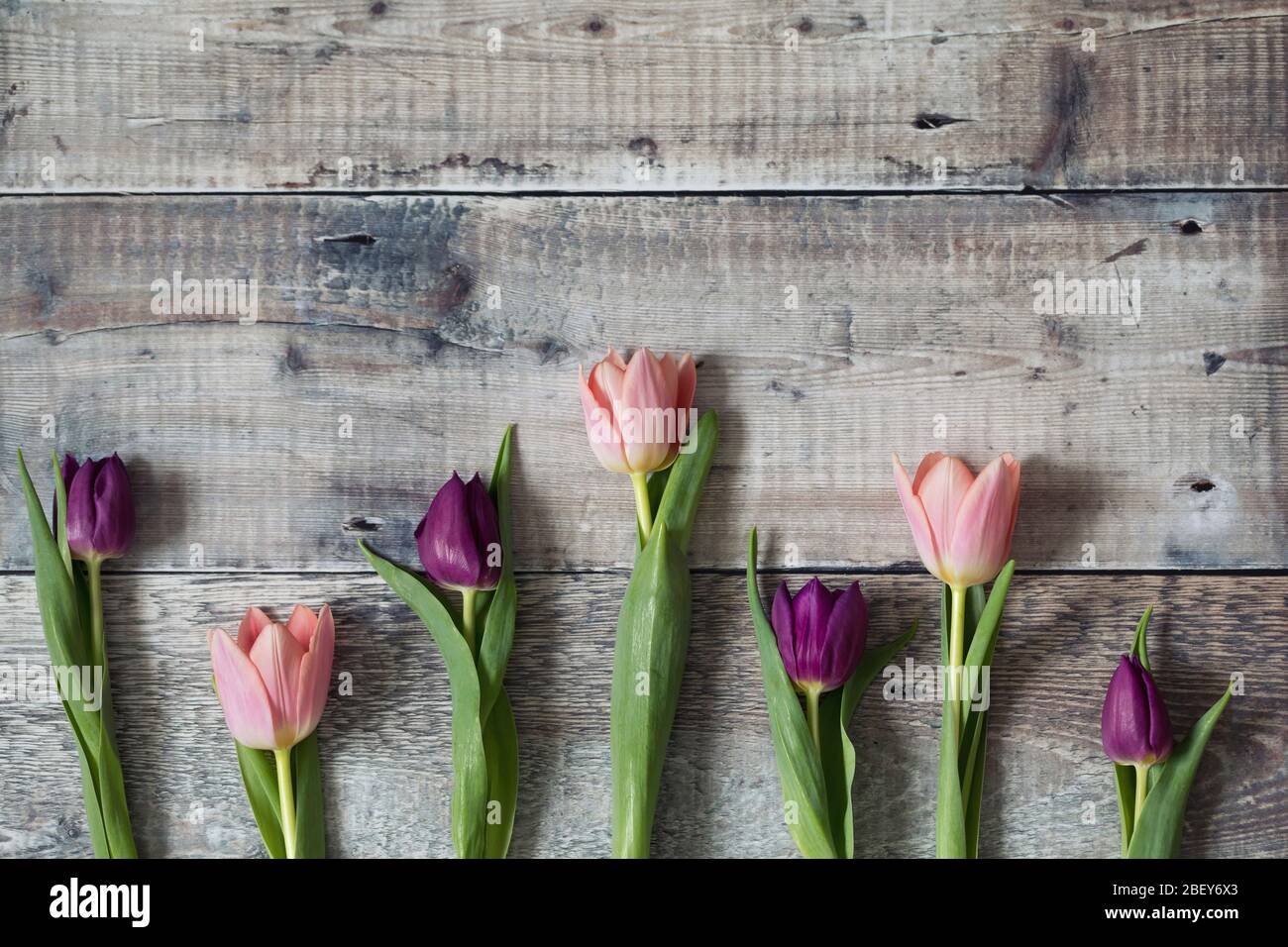 Rosa e viola i tulipani in fila su di uno sfondo di legno vecchio Foto Stock