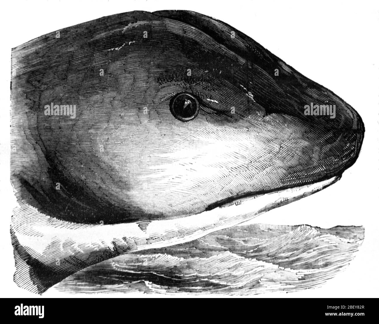 Gigante serpente di mare visto per la prima volta dalla nave da guerra britannica HMS Daedalus (1826) nel 1848 dal capitano McQuhae & la nave's Crew tra il capo di buona speranza & Saint Helana. La creatura del mare è stata da allora identificata come una possibile balena del sei. Vintage o Old Illustration o Engraving 1888 Foto Stock