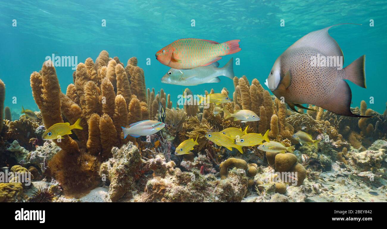Mare dei Caraibi barriera corallina subacquea con colorati pesci tropicali, grandi Antille, Cuba Foto Stock
