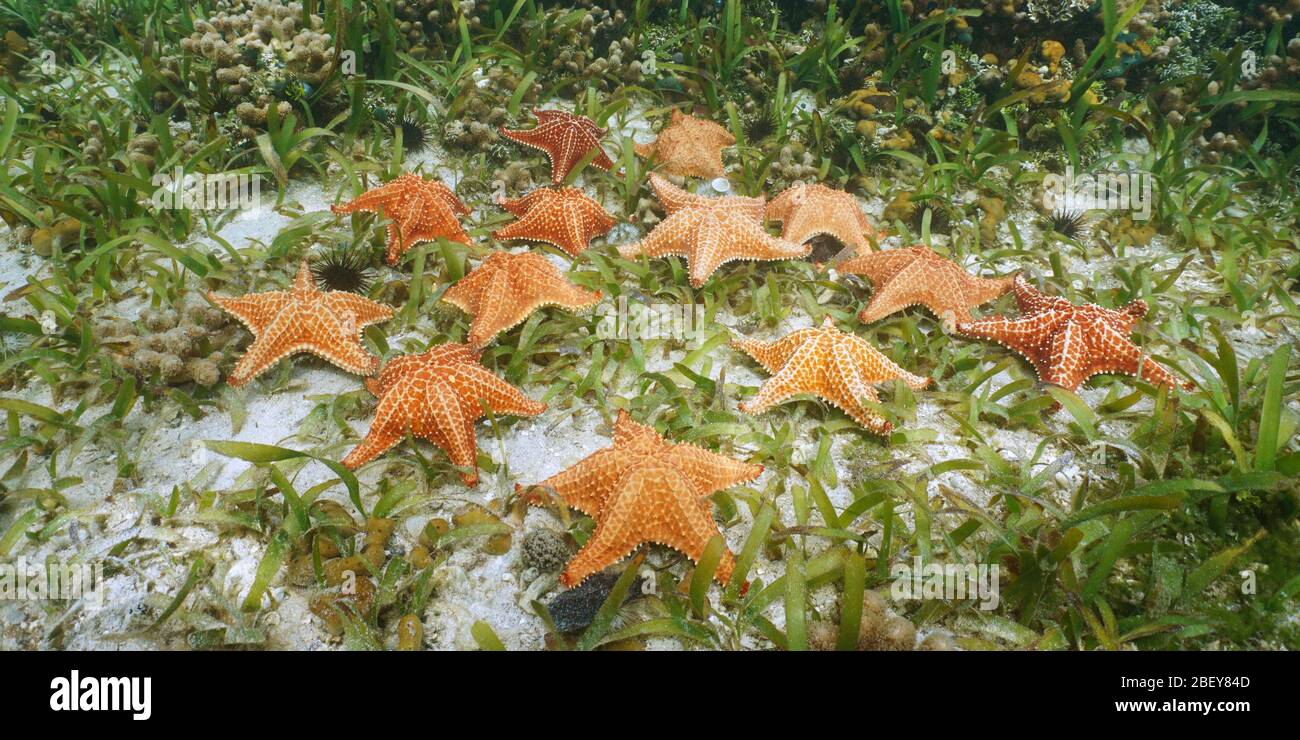 Gruppo di stelle marine sott'acqua, stella del mare cuscino, reticulatus Oreaster, Mar dei Caraibi Foto Stock
