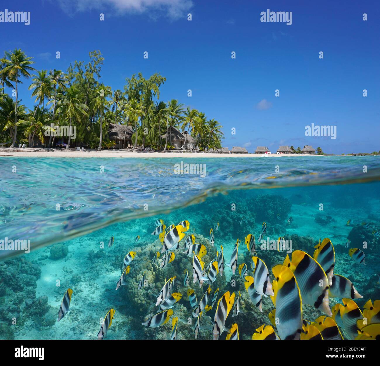 Una scuola di pesce subacqueo (pesce farfalla) di fronte ad un'isola tropicale con un resort, Polinesia Francese, atollo di Tikehau, Oceano Pacifico, vista divisa Foto Stock