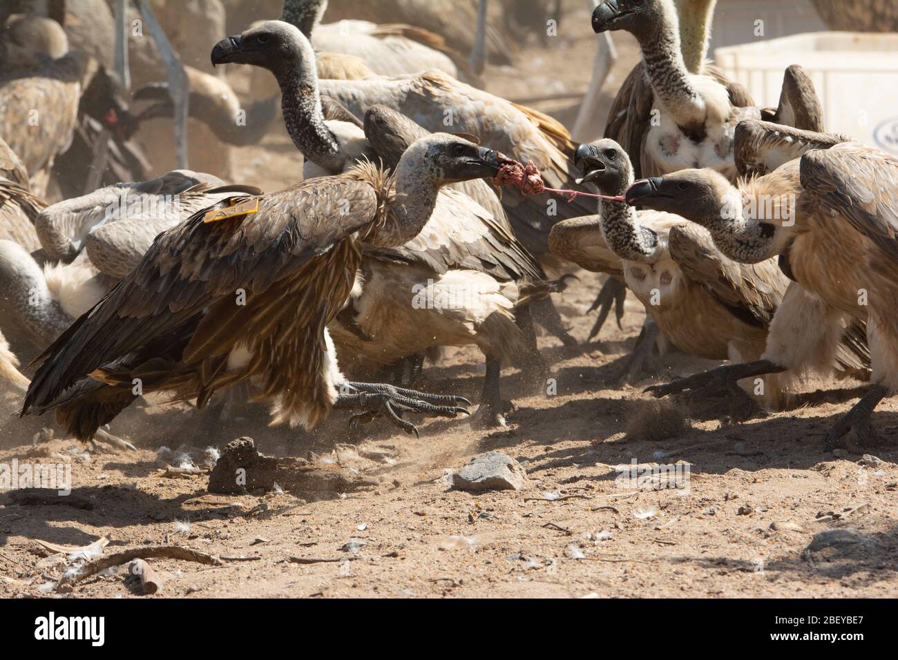 Scena di un gruppo di avvoltoi che lottano per un pezzo di avvoltoi. Foto Stock