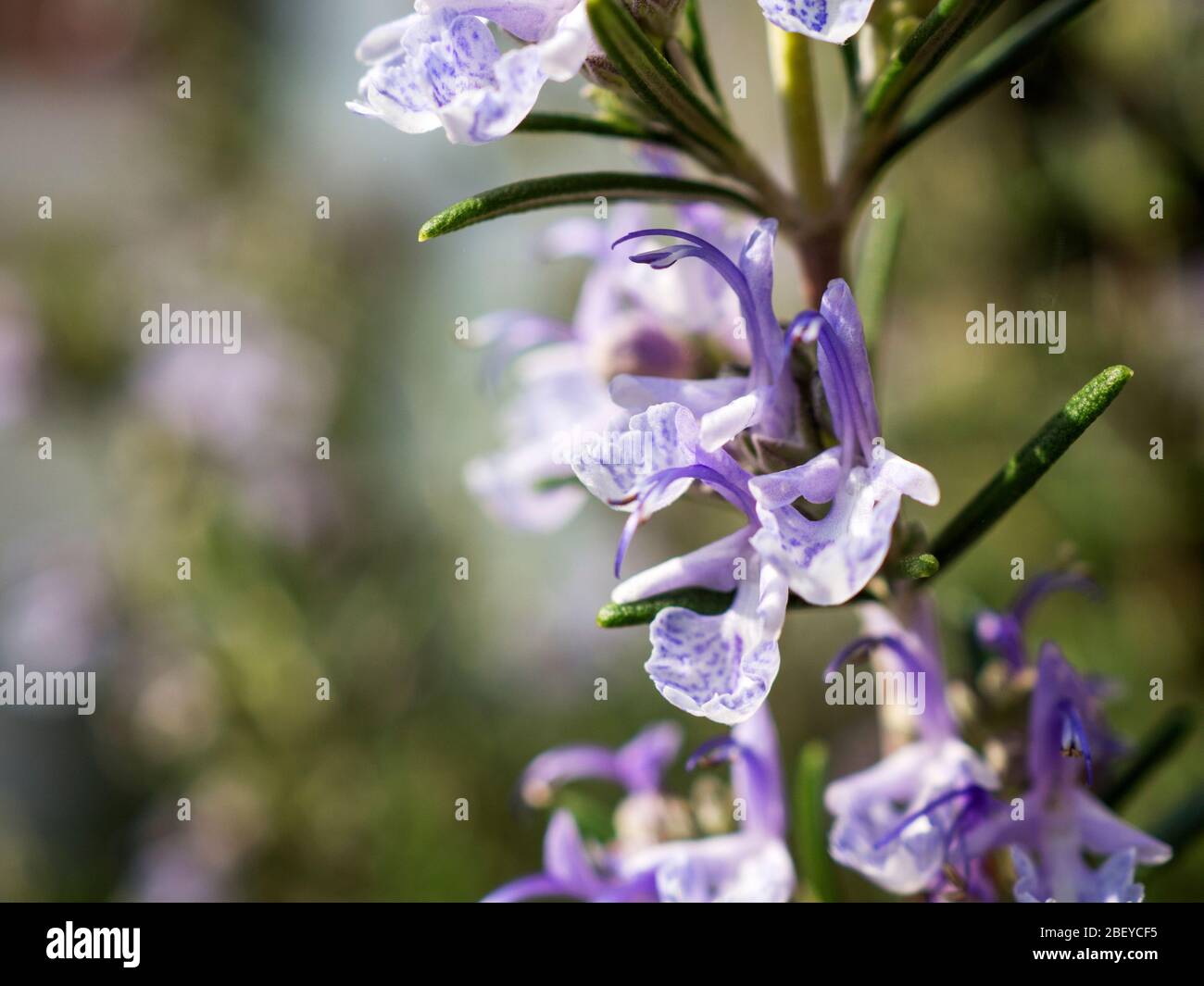 Salvia rosmarino o pianta di rosmarino in fiore in primavera Foto Stock