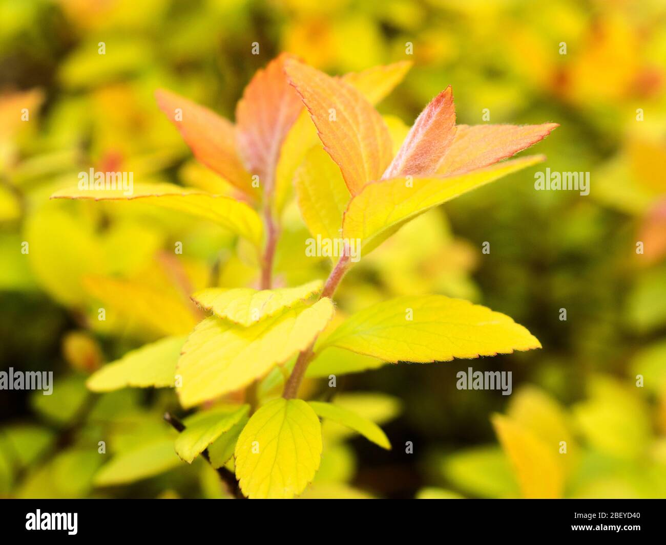 Spiraea japonica foglie nuove in primavera Foto Stock