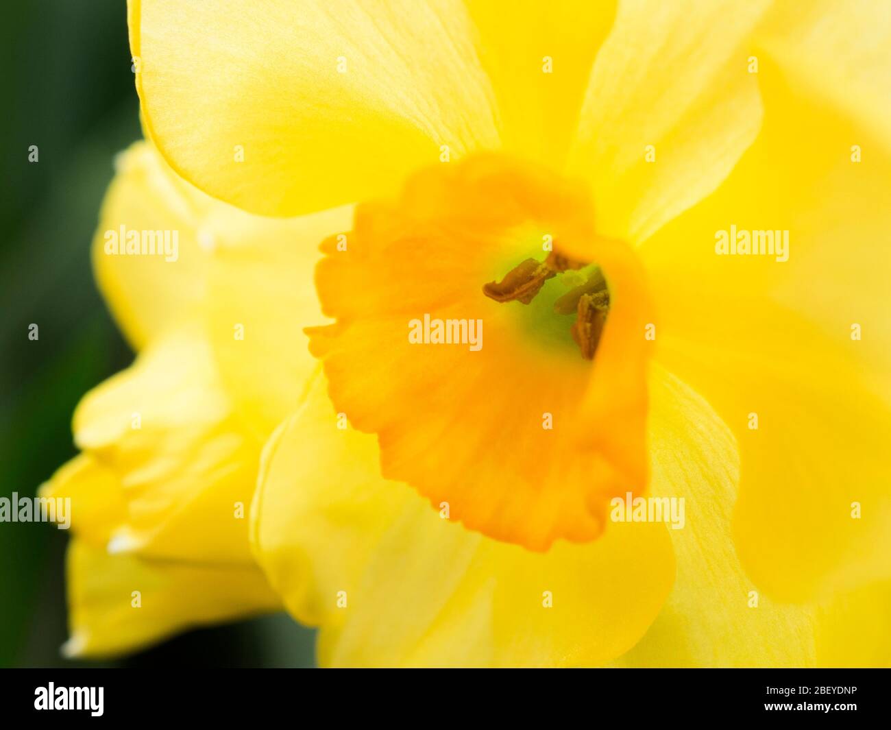 Narcissus Jonquilla Martinette daffodil in fiore in primavera Foto Stock