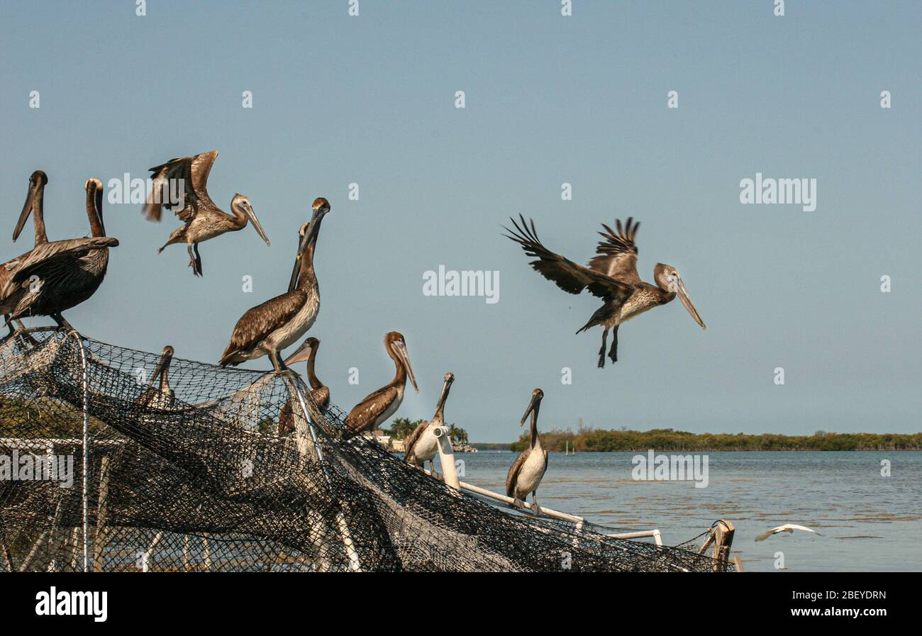 Pellicani marroni che volano all'alimentazione Foto Stock