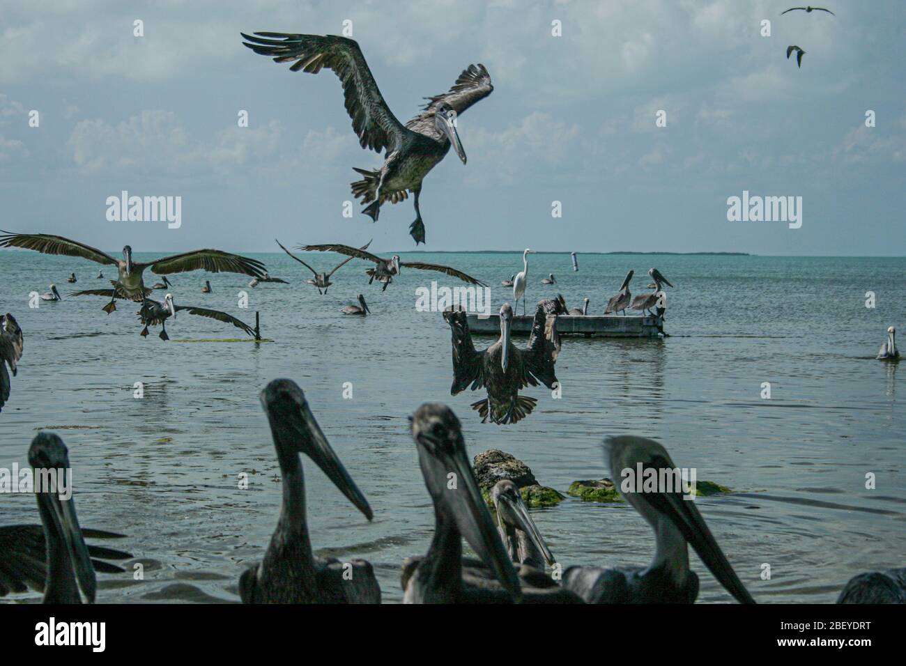 Pellicani marroni che volano all'alimentazione Foto Stock