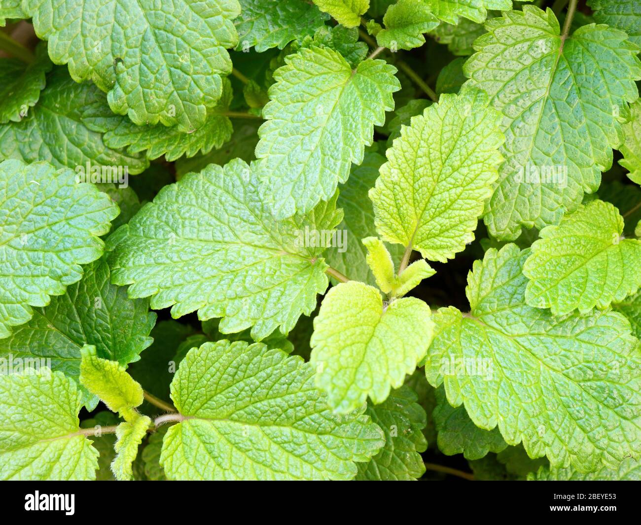 Melissa officinalisor limone balsamo foglie fresche in primavera Foto Stock