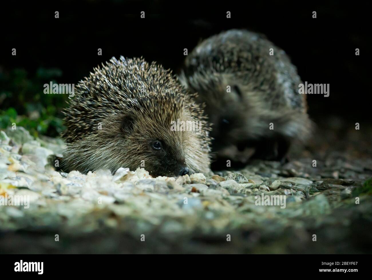 Un paio di Hedgehogs selvaggi (Erinaceus europaeus) che si nutrono di notte in un giardino del Warwickshire Foto Stock