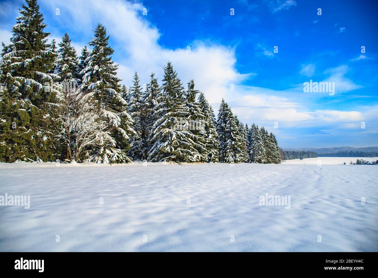 Foresta invernale sotto la neve fresca in Germania Foto Stock