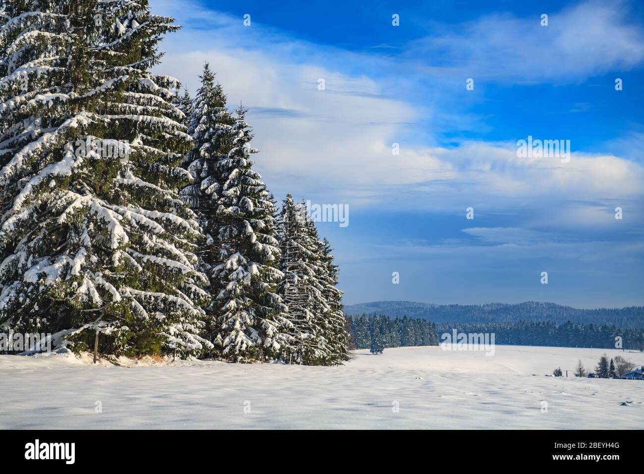 Foresta invernale sotto la neve fresca in Germania Foto Stock