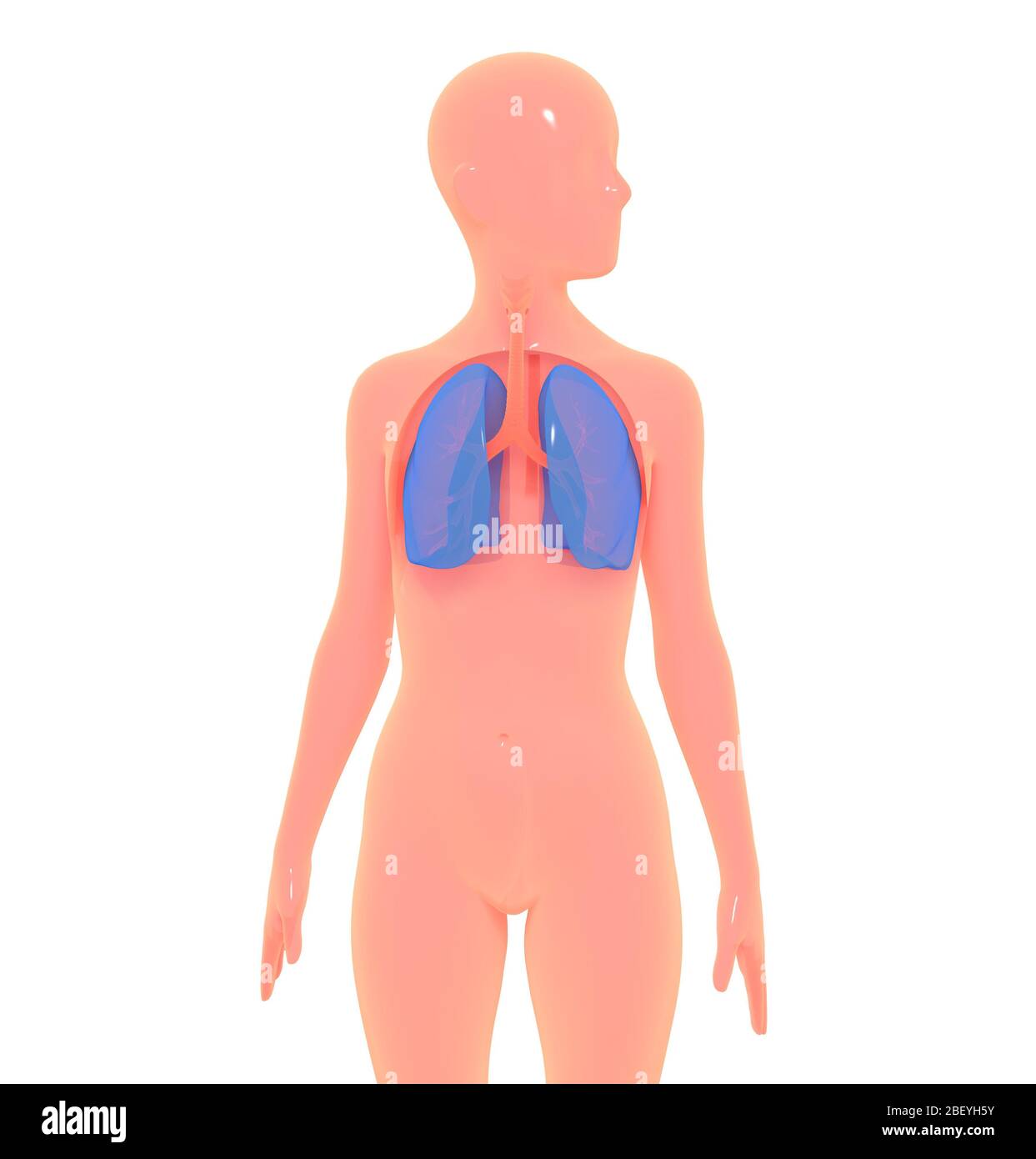 Illustrazione 3D del sistema respiratorio rispetto al corpo umano  semplificato. Immagine isolata su sfondo bianco con colori brillanti Foto  stock - Alamy