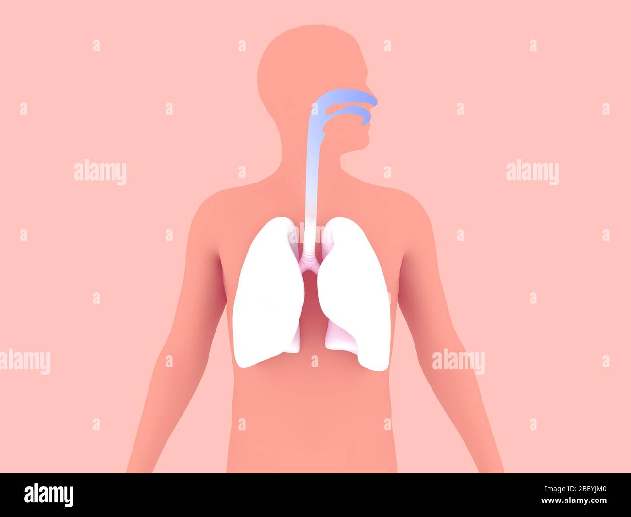 Illustrazione 3D dell'anatomia del sistema respiratorio umano. Rappresentazione grafica dei polmoni, della trachea e dell'ENT su sfondo colorato. Foto Stock