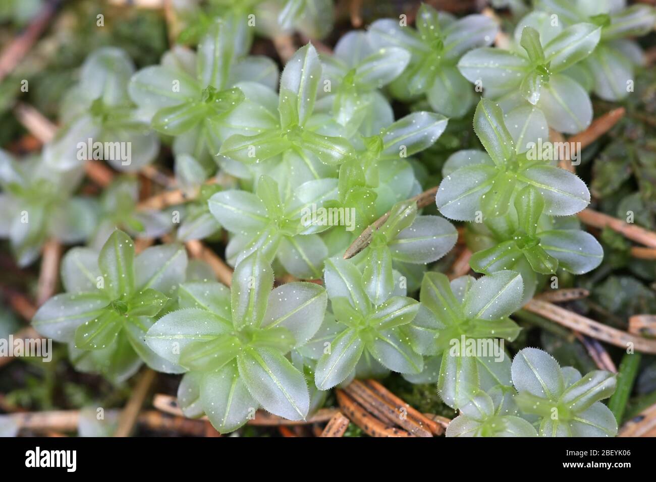 Plagiomnium affine, noto come timo-muschio a molti frutti o timo muschio Foto Stock