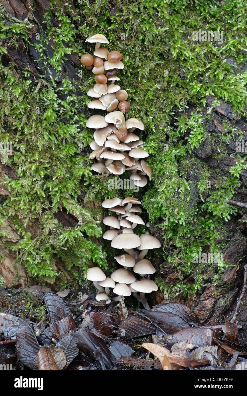 Brittlestem fungo, Psathyrella cernua, crescendo su mosscovered elm in Finlandia. Foto Stock