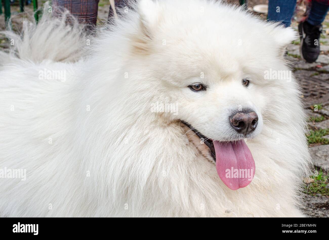 Wroclaw, Polonia - Settembre 8 2019: Sfilata di cani Hau sei? Beautyful cane bianco samoyed. Primo piano. Foto Stock