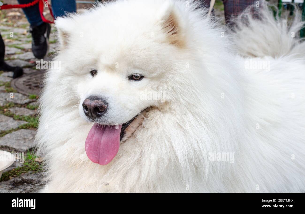 Wroclaw, Polonia - Settembre 8 2019: Sfilata di cani Hau sei? Beautyful cane bianco samoyed. Primo piano. Foto Stock