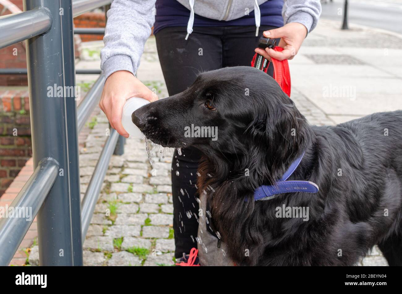 Wroclaw, Polonia - Settembre 8 2019: Sfilata di cani Hau sei?: Grande cane nero a capelli lunghi è stanco e assetato. Il proprietario dà acqua dal fondo di plastica Foto Stock