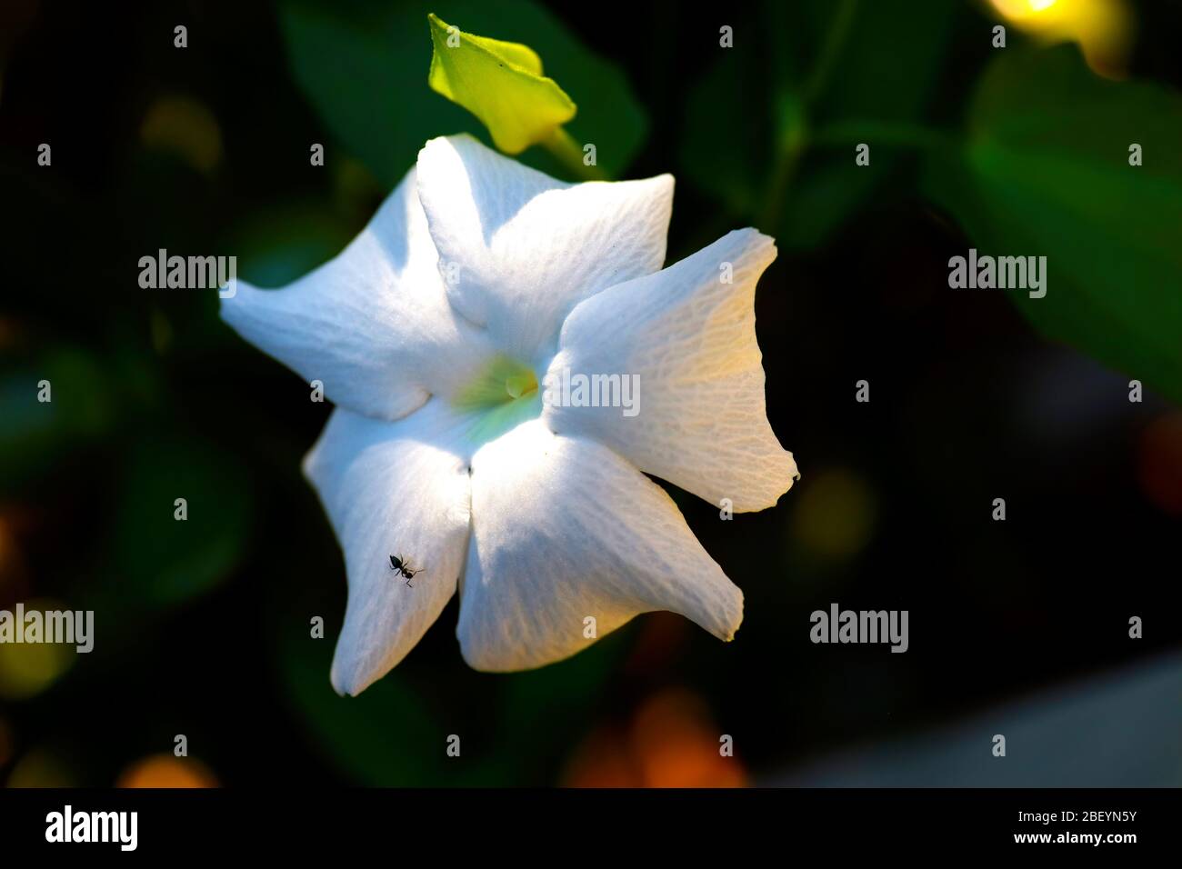 Bella, bianco floreale in piena fioritura, immagine della pianta. Fuori in giardino in una giornata calda, ripresa da vicino in macro. Foto Stock