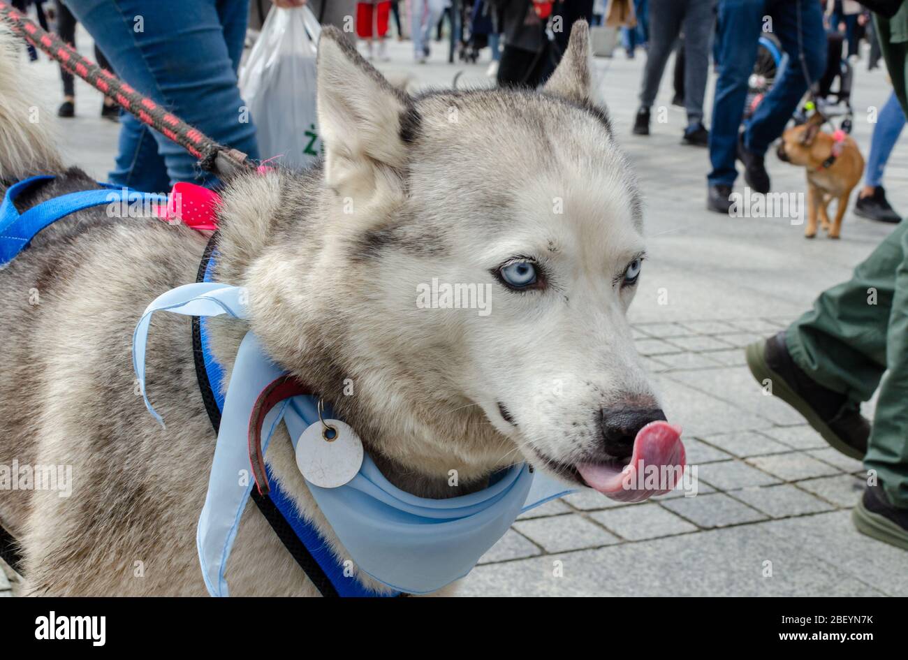 Wroclaw, Polonia - Settembre 8 2019: Parata di cani Hau sei?: Bei cani Husky con occhi blu e nastro lecca il naso. Foto Stock