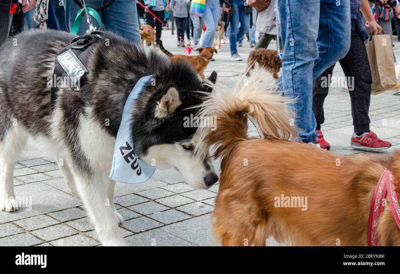 Wroclaw, Polonia - Settembre 8 2019: Parata di cani Hau sei?: Husky sniffs di cane sotto la coda di un altro cane Mongrel. Foto Stock