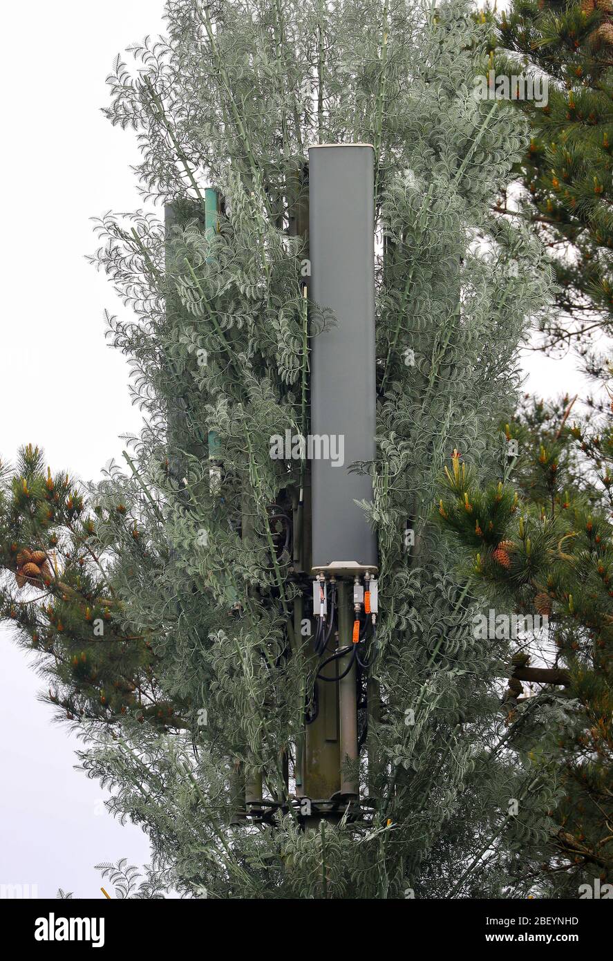 Albero del telefono cellulare mascherato per assomiglia ad un albero nella foresta nuova Foto Stock