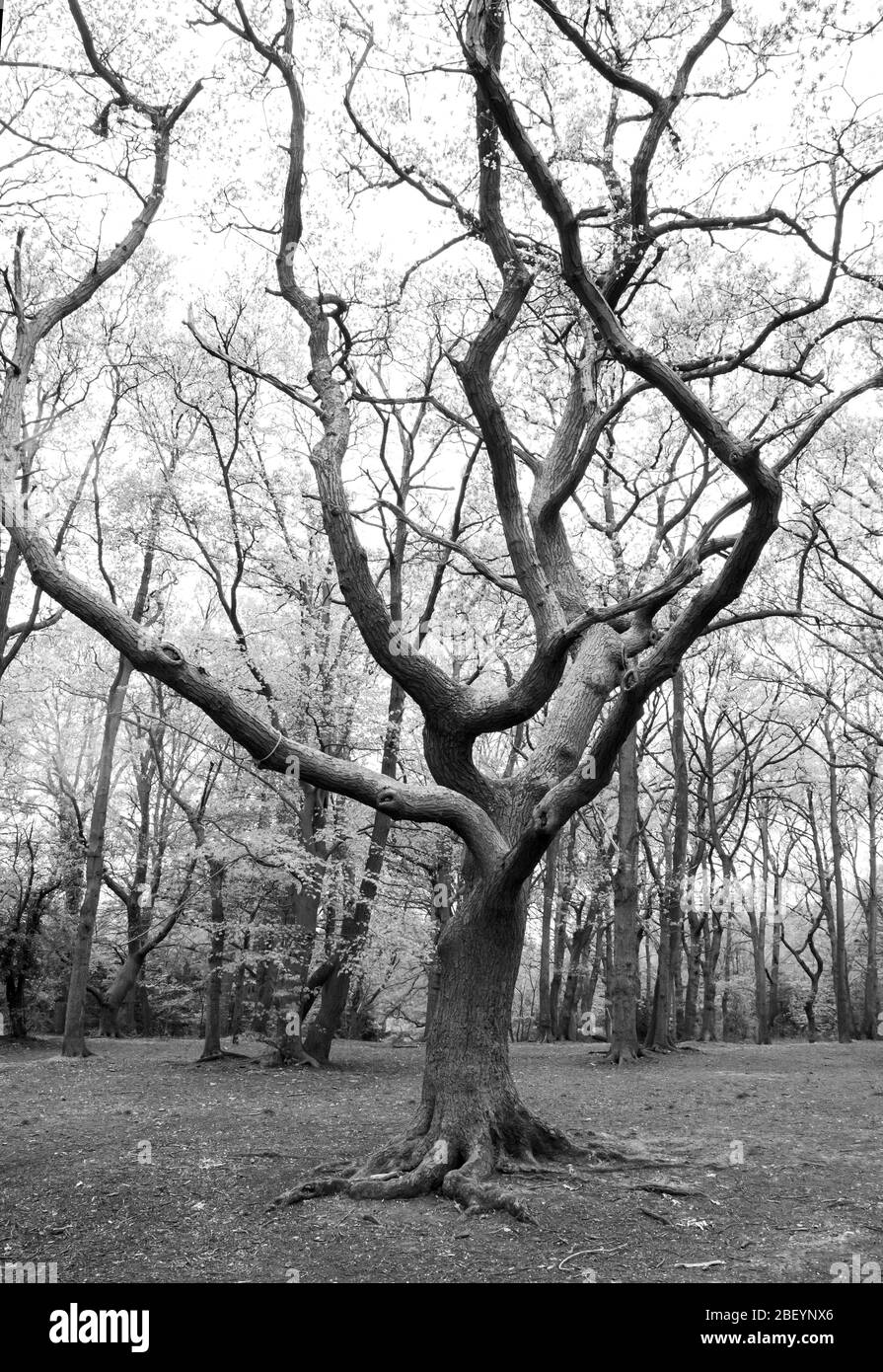 Albero in una radura nei boschi in bianco e nero Foto Stock