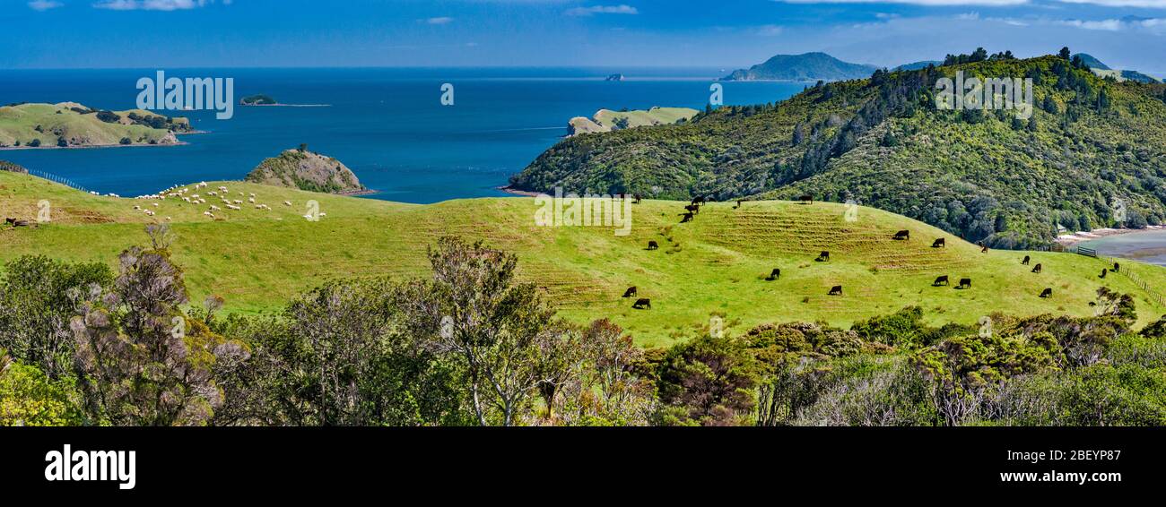 Bestiame e pecore che pascolano sulle colline sopra il Porto di Manaia, Manaia Road, lato ovest della Penisola di Coromandel, Regione di Waikato, Isola del Nord, Nuova Zelanda Foto Stock