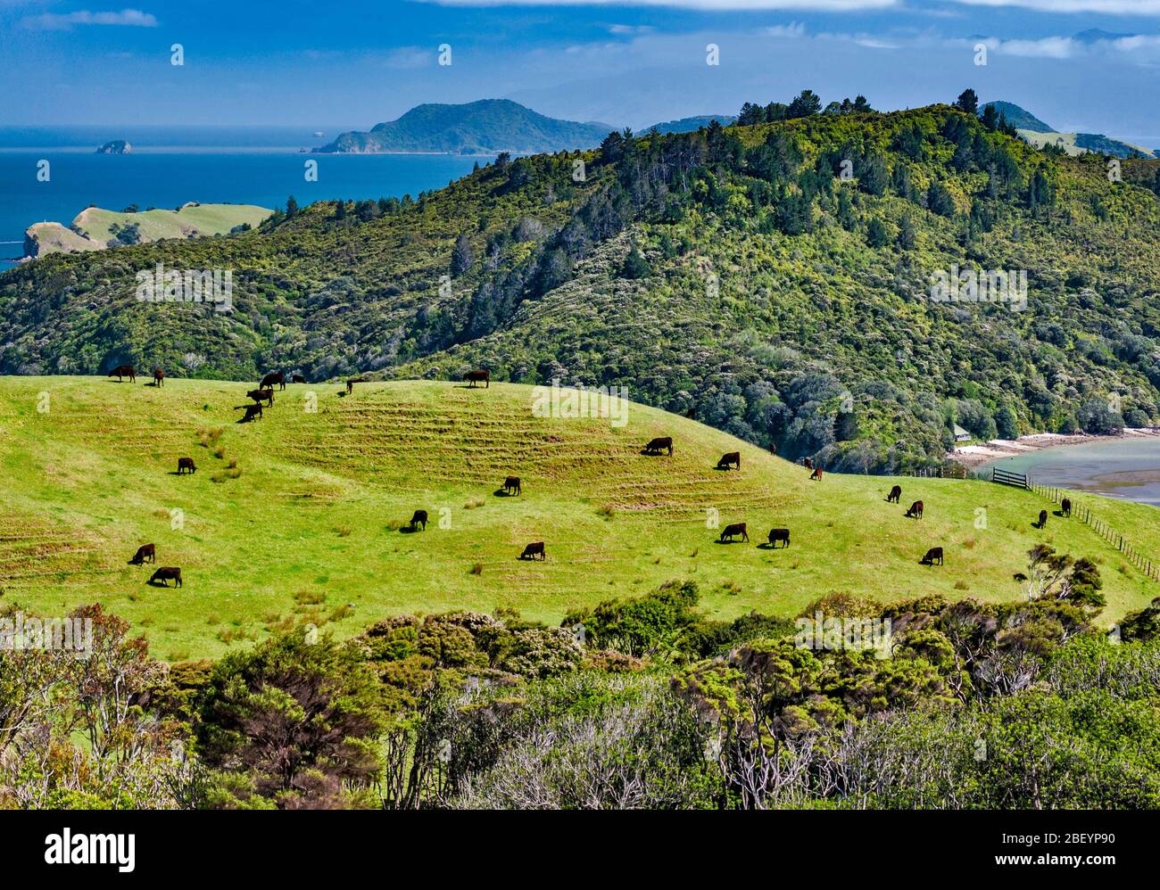 Bestiame che pascolano sulle colline sopra il Porto di Manaia, da Manaia Road (SH25), lato ovest della Penisola di Coromandel, Regione di Waikato, Isola del Nord, Nuova Zelanda Foto Stock