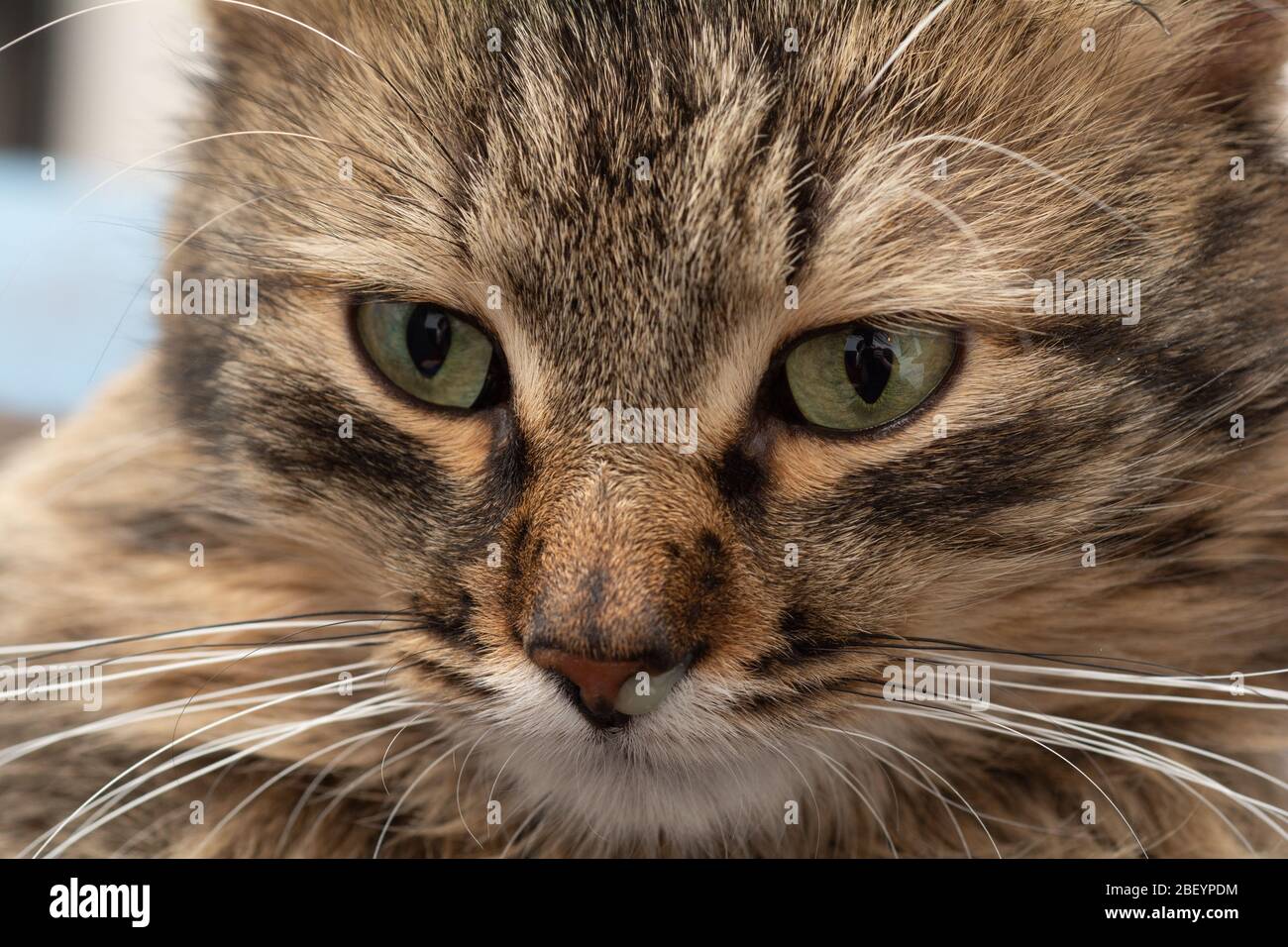 naso runny gatto a righe marroni, pus dal naso Foto stock - Alamy