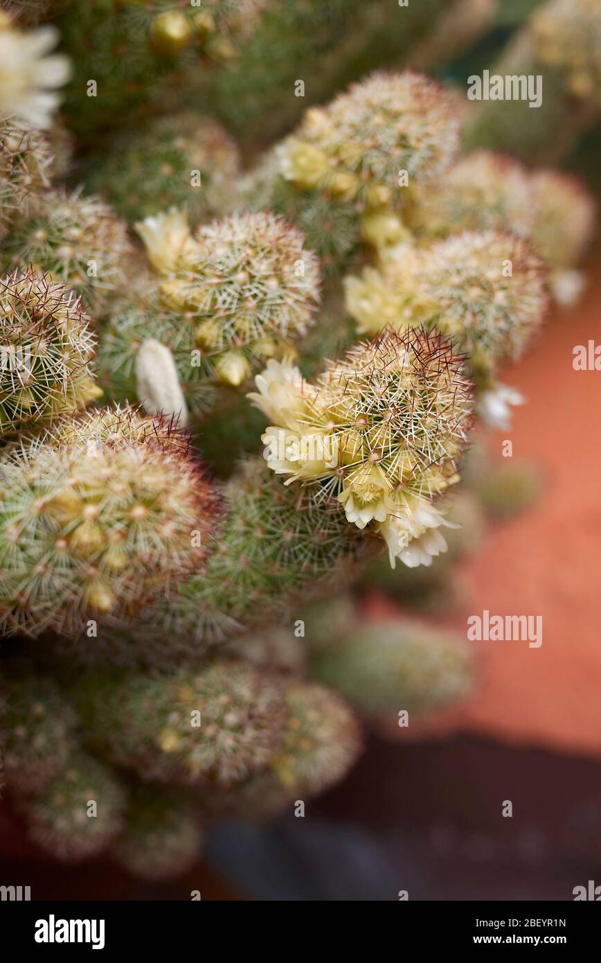 Gambo di mammillaria elongata con fiori gialli Foto Stock
