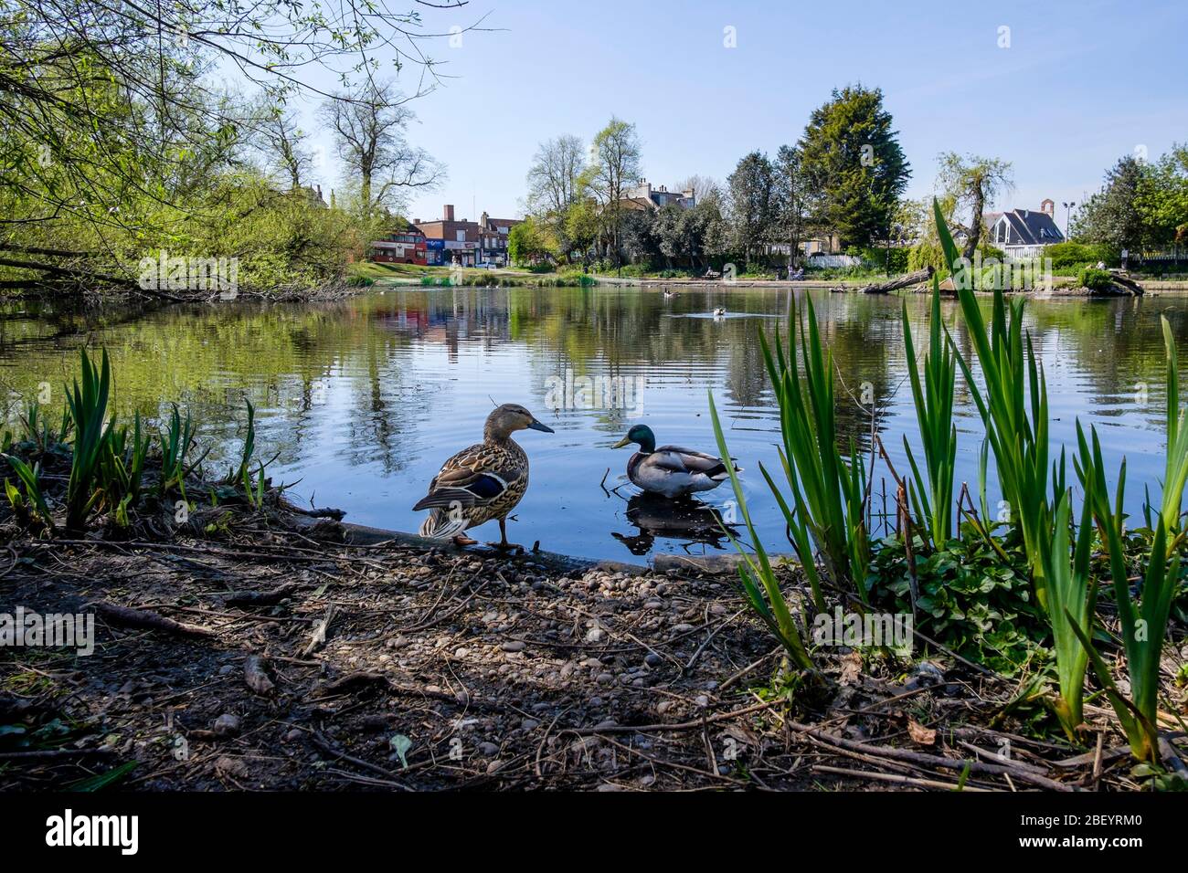 Un paio di Mallard Ducks (Anas platyrhynchos) sugli stagni di Chislehurst, Kent, UK. Foto Stock