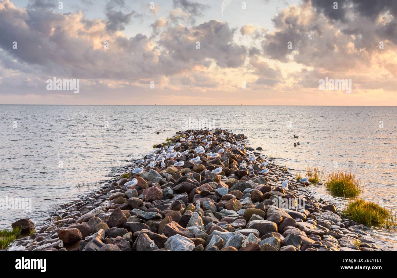 Frangiflutti di pietra con gabbiani al tramonto, Buesum, Schleswig-Holstein, Germania Foto Stock