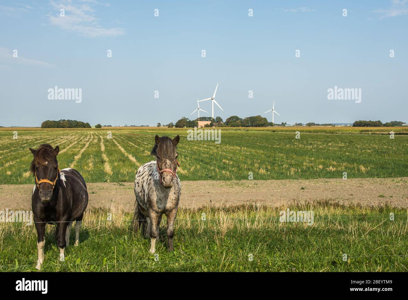 Due cavalli nel paesaggio rurale della penisola di Nordstrand, Frisia del Nord, Germania Foto Stock