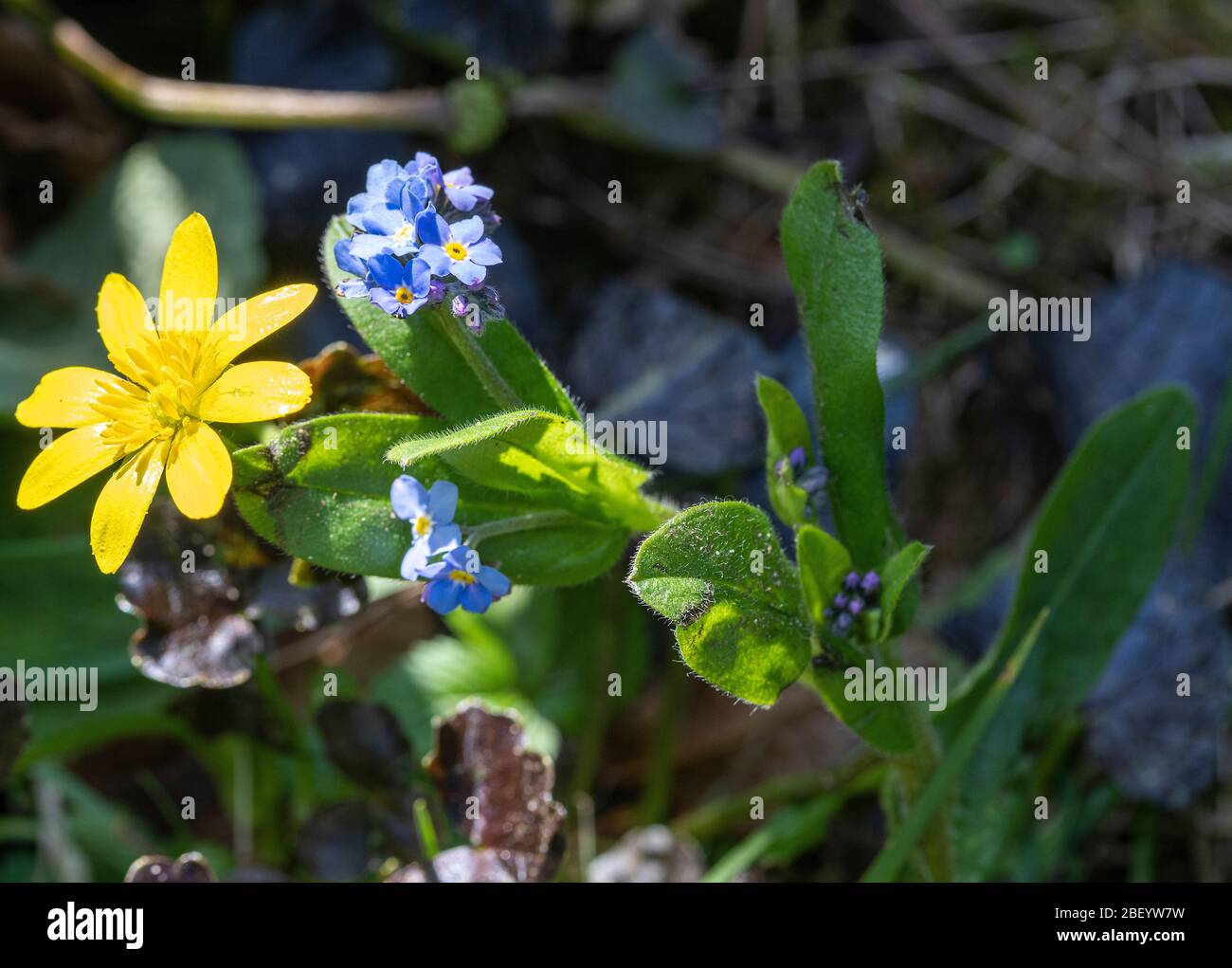 Un bel fiore celandino Brazen hussy e pale Blue Field Forgetmenot fiori in un giardino in Alsager Cheshire Inghilterra Regno Unito Regno Unito Foto Stock