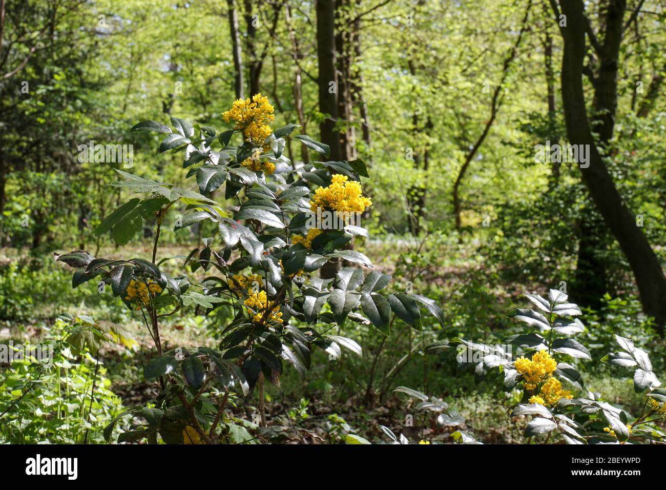 Fiore giallo Mahonia aquifolium, l'uva Oregon, in una giornata di primavera soleggiata in un parco a Berlino. E' un arbusto sempreverde, nella famiglia Berberidaceae. Foto Stock