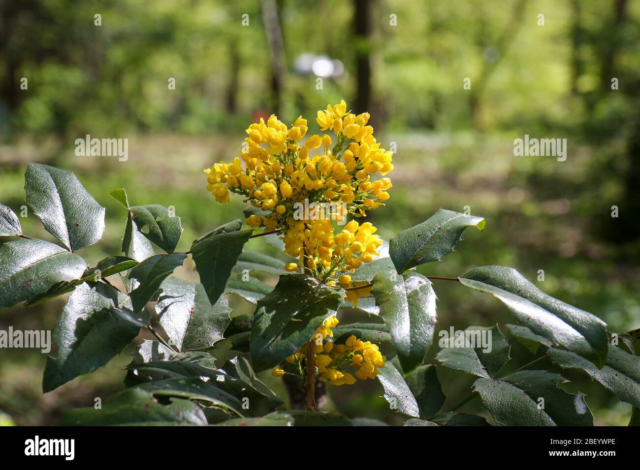 Fiore giallo Mahonia aquifolium, l'uva Oregon, in una giornata di primavera soleggiata in un parco a Berlino. E' un arbusto sempreverde, nella famiglia Berberidaceae. Foto Stock