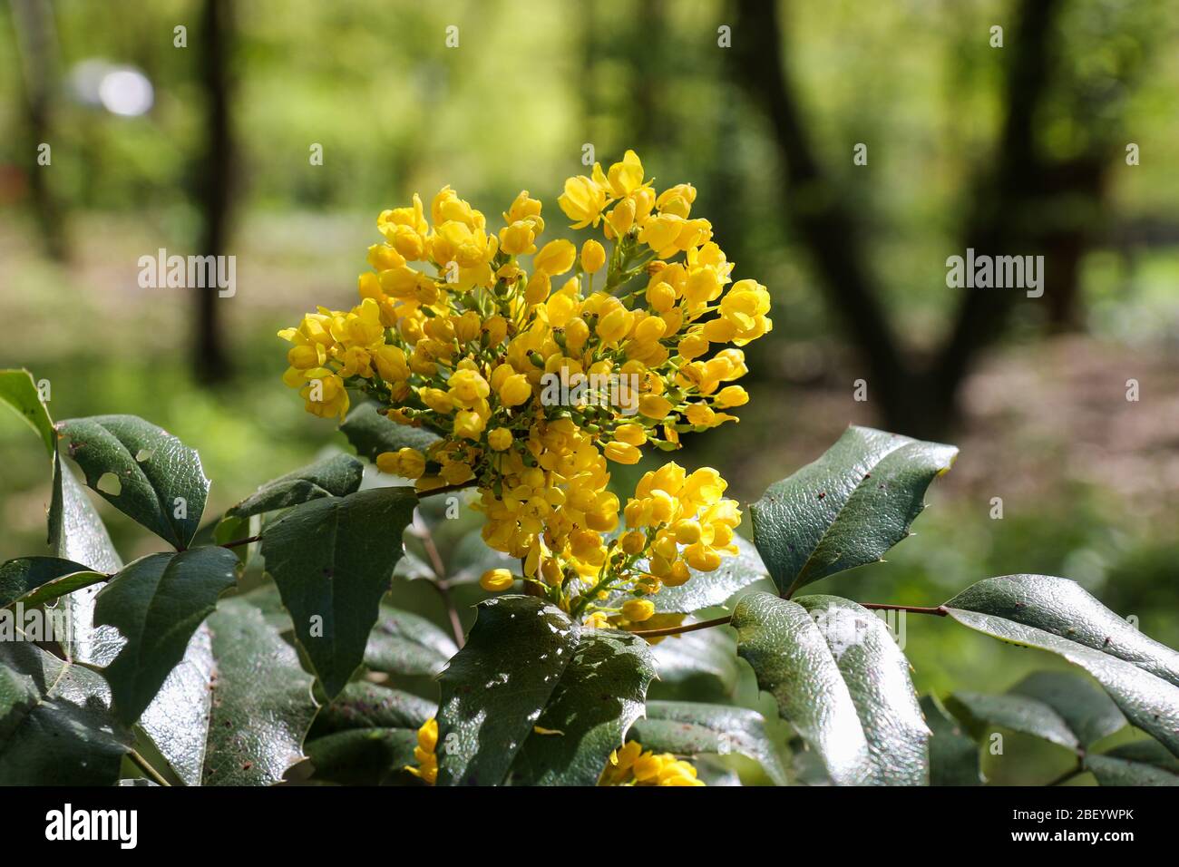 Fiore giallo Mahonia aquifolium, l'uva Oregon, in una giornata di primavera soleggiata in un parco a Berlino. E' un arbusto sempreverde, nella famiglia Berberidaceae. Foto Stock