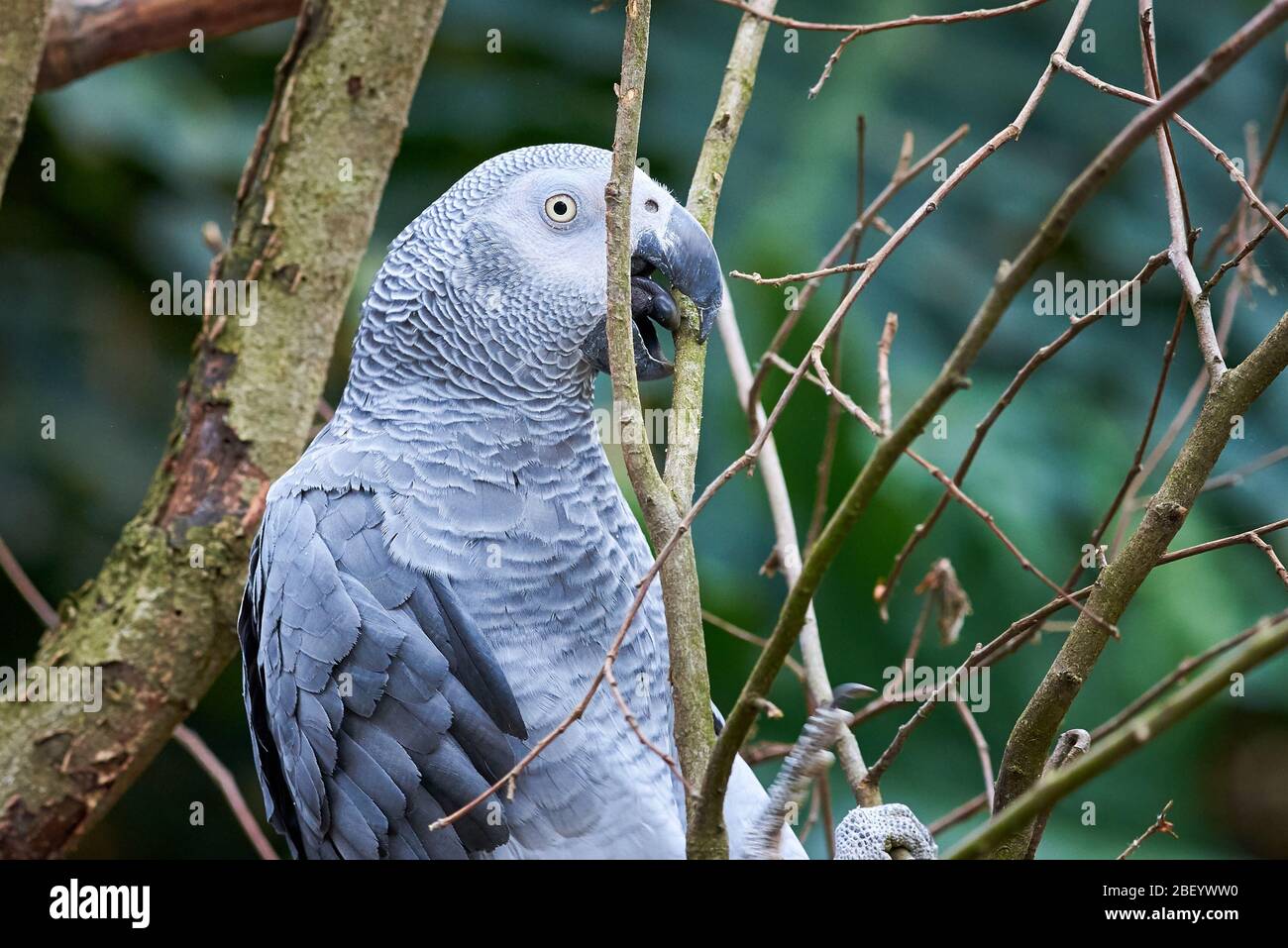 Pappagallo grigio ramificato (Psittacus erithacus) Congo pappagallo grigio africano Foto Stock