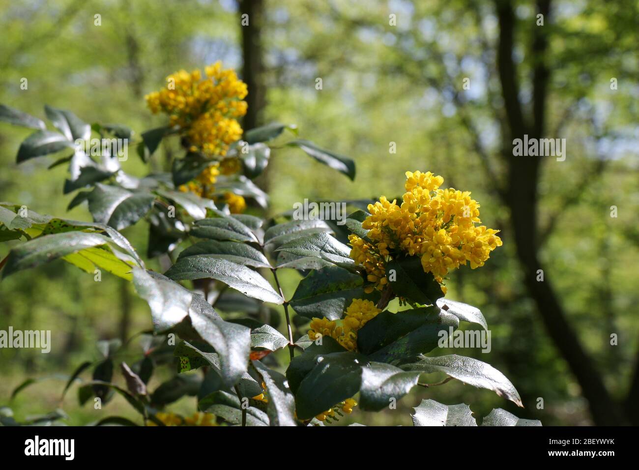 Fiore giallo Mahonia aquifolium, l'uva Oregon, in una giornata di primavera soleggiata in un parco a Berlino. E' un arbusto sempreverde, nella famiglia Berberidaceae. Foto Stock