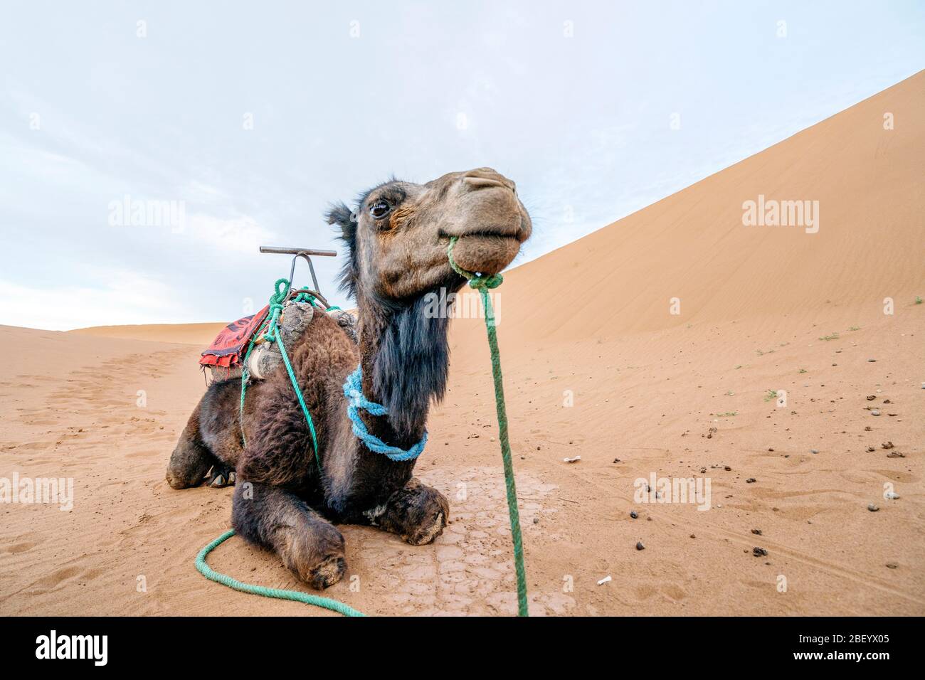 Cammello dromedario seduto nel deserto del Sahara in Marocco, Africa Foto Stock