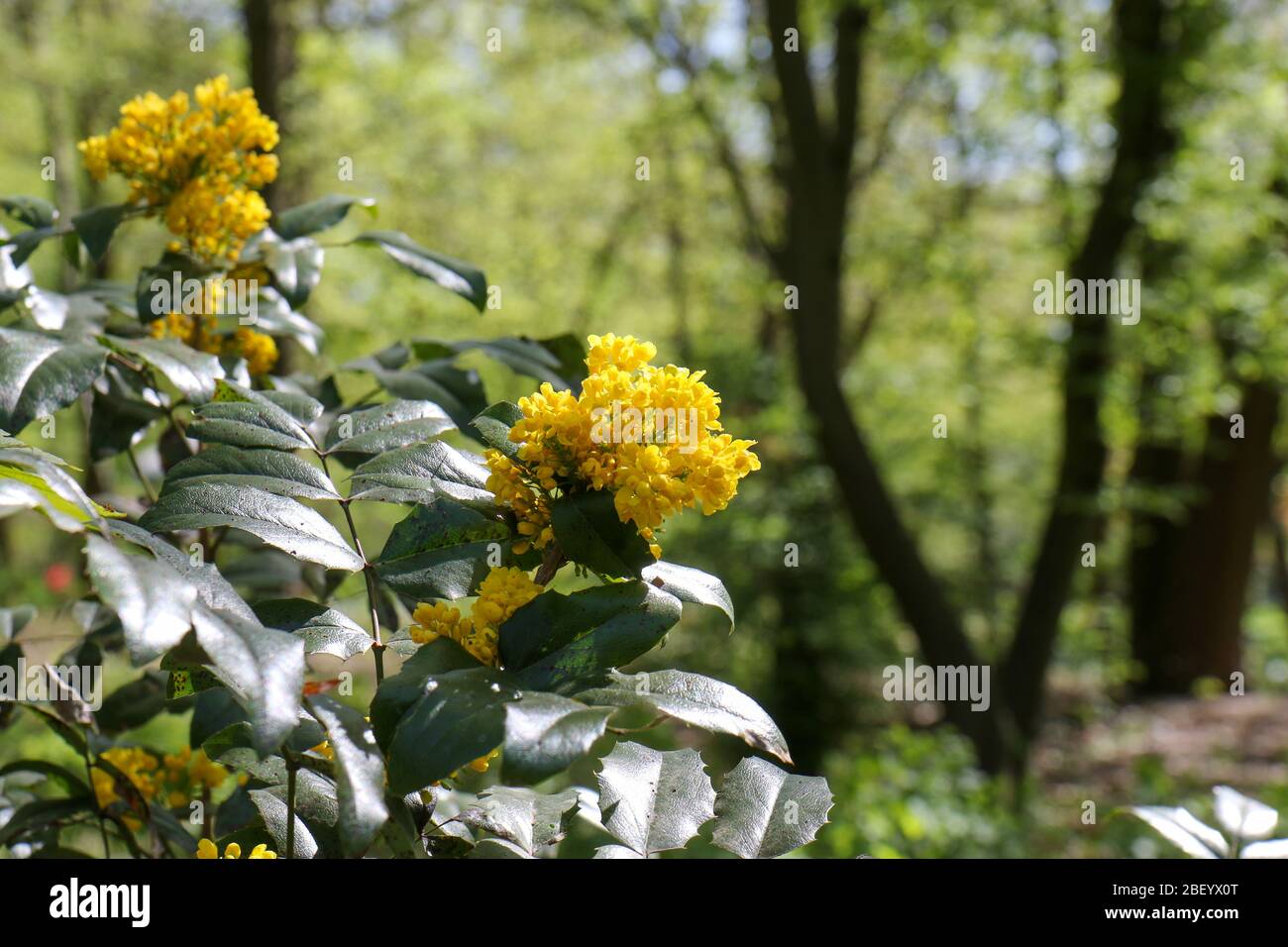 Fiore giallo Mahonia aquifolium, l'uva Oregon, in una giornata di primavera soleggiata in un parco a Berlino. E' un arbusto sempreverde, nella famiglia Berberidaceae. Foto Stock