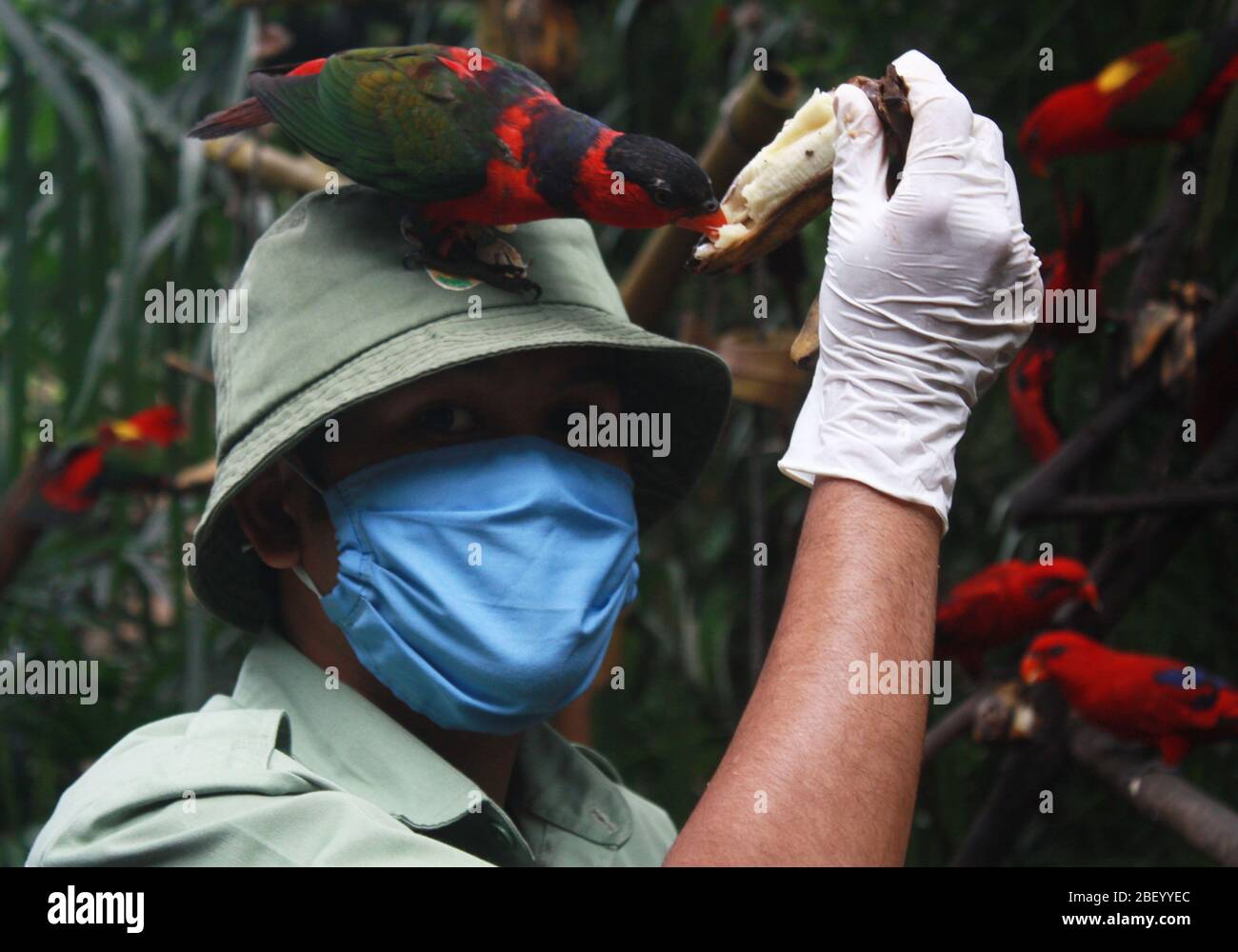 Bogor, Indonesia. 16 Apr 2020. I funzionari alimentano i pappagalli in uno zoo a Bogor, Giava Occidentale, giovedì 16 aprile 2020. Lo zoo continua a prendersi cura degli animali per mantenere la salute durante il periodo di restrizioni sociali su larga scala in Indonesia in presenza di un focolaio di coronavirus. (Foto di Rangga Firmansyah/INA Photo Agency/Sipa USA) Credit: Sipa USA/Alamy Live News Foto Stock