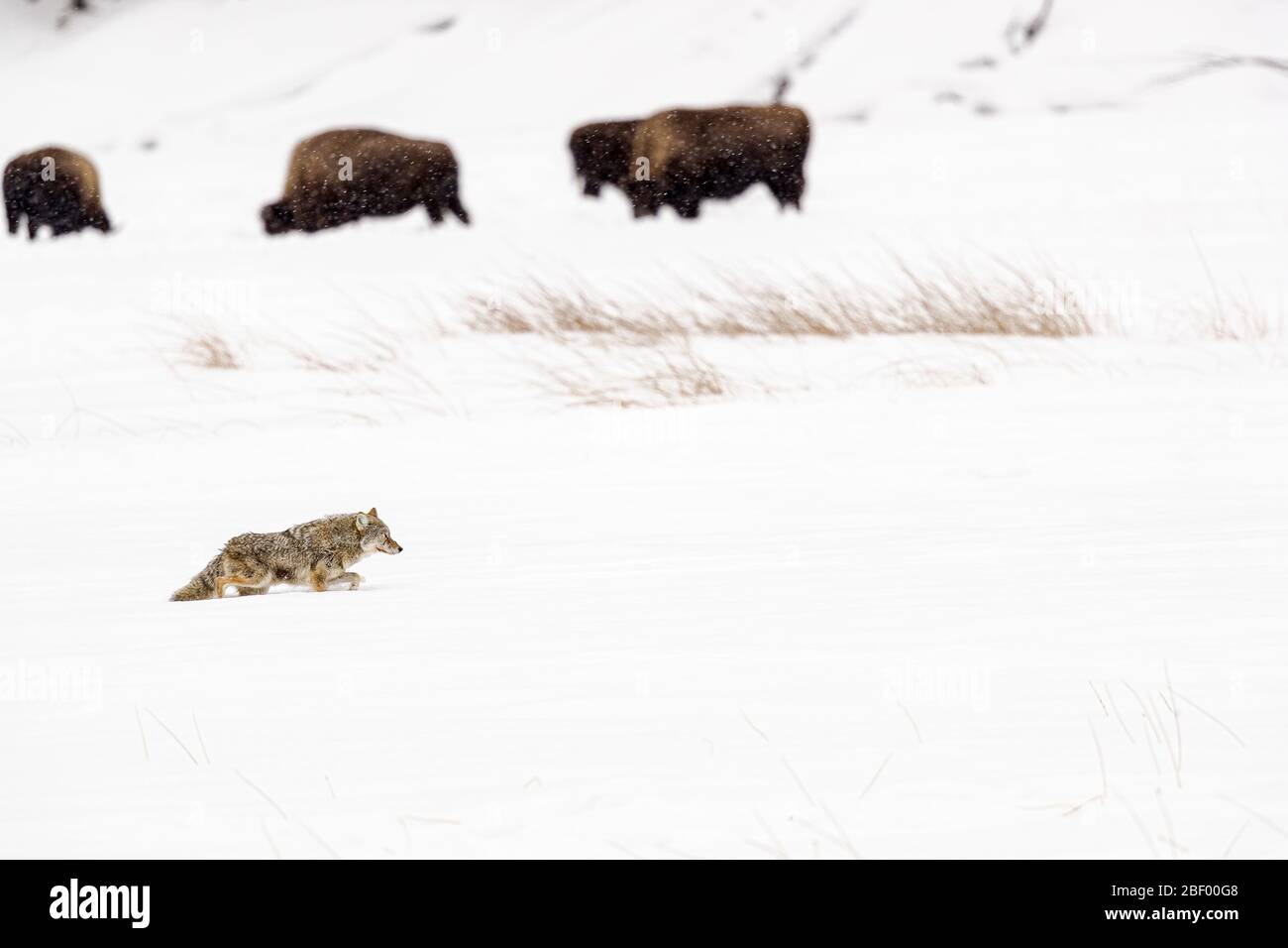 Coyote nel Parco Nazionale di Yellowstone Montana USA Foto Stock