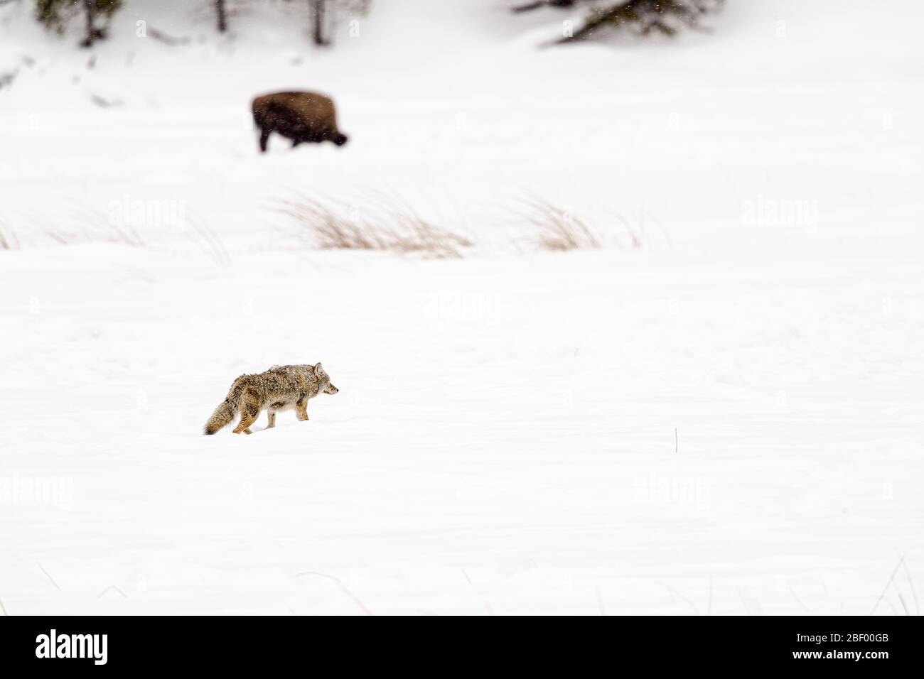 Coyote nel Parco Nazionale di Yellowstone Montana USA Foto Stock