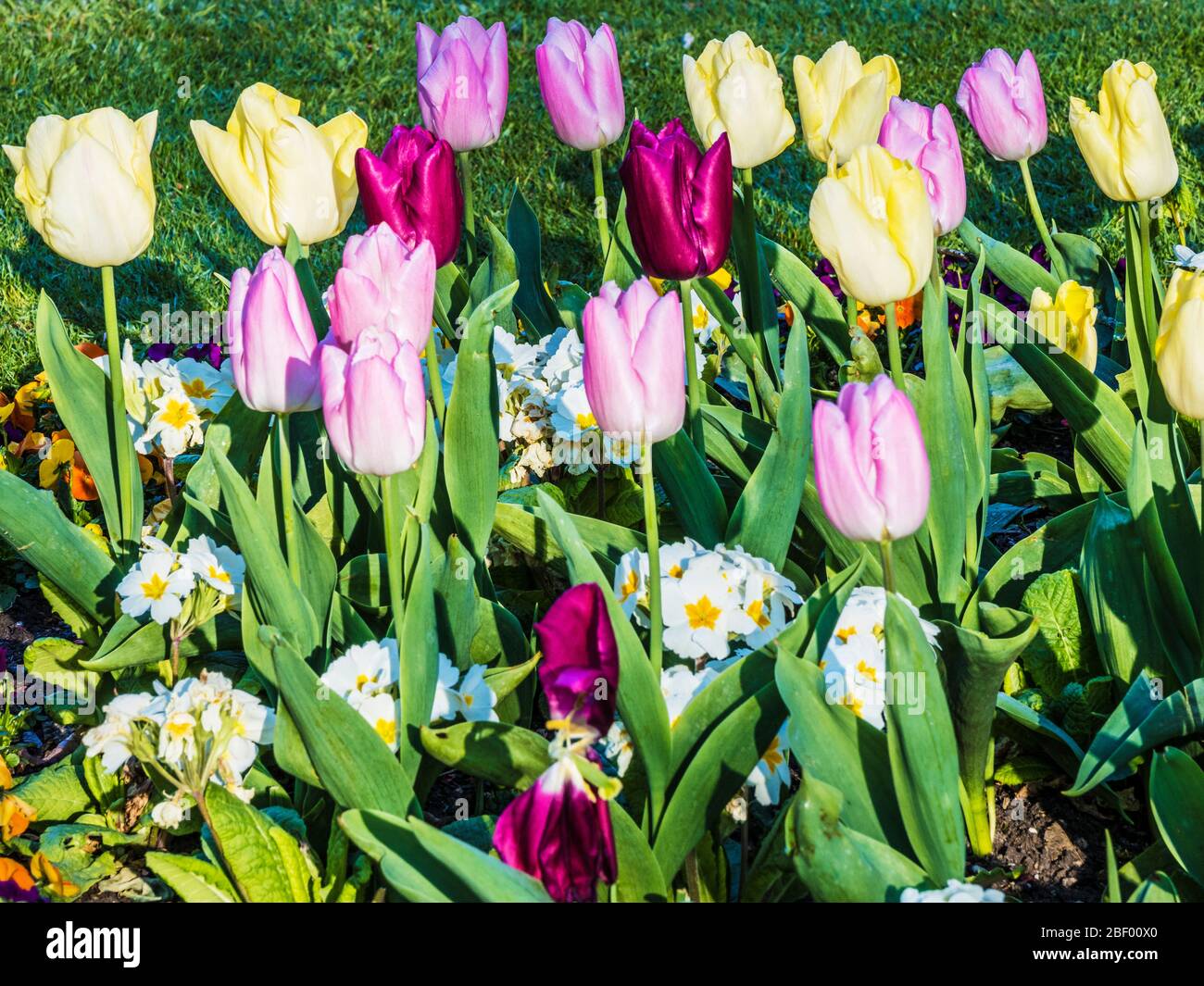 Tulipani gialli, rosa e porpora in un letto di Polyanthus bianco o Primula. Foto Stock