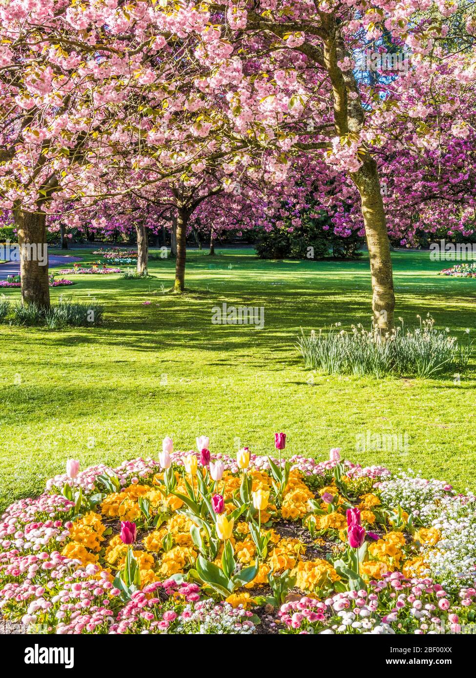 Un letto di tulipani, primula giallo e margherite Bellis rosa con ciliegi rosa fioriti sullo sfondo in un parco pubblico urbano in Inghilterra. Foto Stock