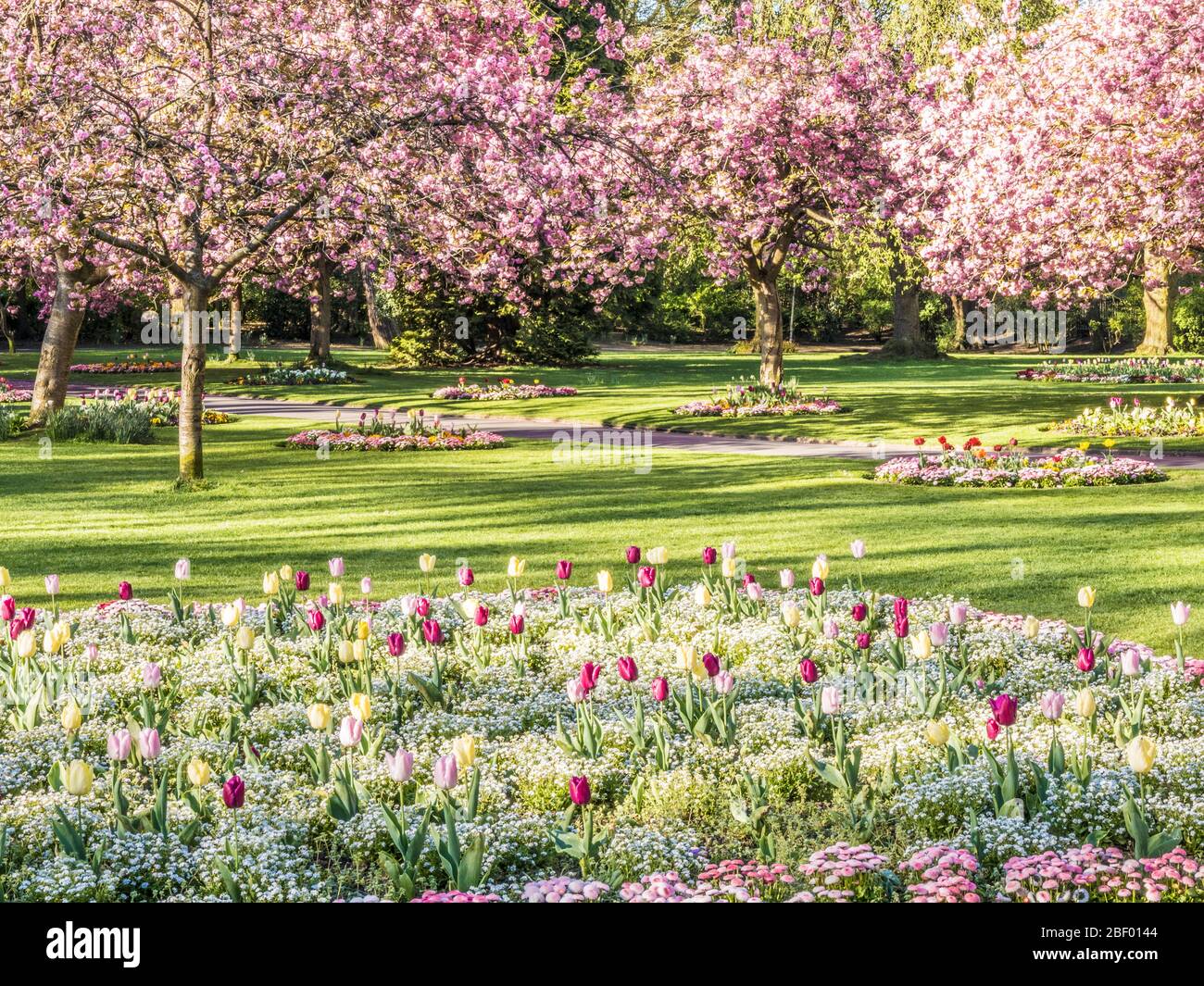 Un letto di tulipani, bianco alyssum e rosa Bellis margherite con fioritura rosa ciliegi alberi sullo sfondo in un parco pubblico urbano in Inghilterra. Foto Stock